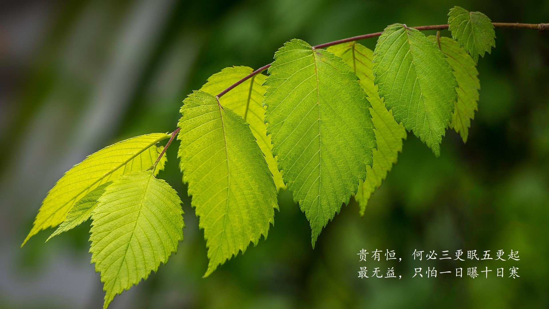 克罗地亚队取得对俄罗斯的胜利，晋级欧国亚军赛，克罗地亚队近期战绩